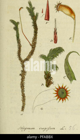Questa immagine proviene dalla "Flora della Germania", che illustra varie specie vegetali. Fa parte di un esauriente riferimento botanico di Jacob Sturm, volto a documentare e identificare le specie vegetali tedesche in illustrazioni naturali. Foto Stock