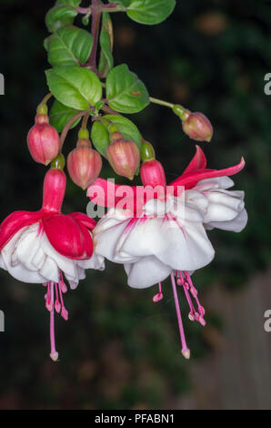 Dancing fuchsia: due finali fiori fucsia simile a2 una coppia di bianco fiancheggiò ballerini Foto Stock