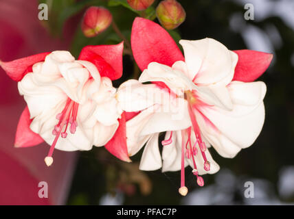 Dancing fuchsia: due finali fiori fucsia simile a2 una coppia di bianco fiancheggiò ballerini Foto Stock