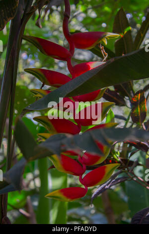 Fiore rosso appeso in giardino in Guatemala Foto Stock