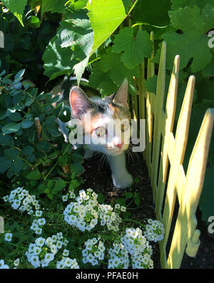 Piccolo colorato gattino con grandi occhi guardando curiosamente dalle boccole Foto Stock