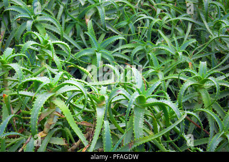 Verde di piante di aloe, estate Foto Stock