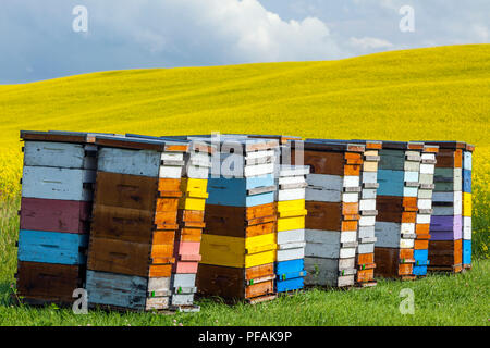 Colorato alveari sulla prateria canadese, Pembina Valley, Manitoba, Canada. Foto Stock