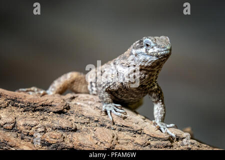 Blu lucertole spinoso in appoggio sul ramo, Sceloporus cyanogenys Foto Stock