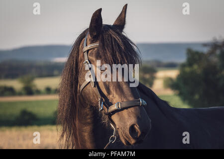 Testa di cavallo frisone con halter. Nero cavallo frisone. Foto Stock