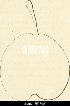 . Dictionnaire de pomologie, contenant l'histoire, la descrizione, la figura di frutti des Anciens et des frutti modernes les plus gÂ©nÂ©ralement connus et cultivÂ©s. Frutti-coltura. 406 MAR Belgique, diffÃ¨re notablement de la Marquise, et pour l'arbre et pour le frutta; comme en 1838 su avait cru pouvoir Au Jardin des Plantes de Paris, rÃ©unir ces deux espÃ¨ces, nous engageons le lecteur Ã les comparer ici. L'Ai'chiduc-Charles est dÃ©crit pagina 153 de notre tome io". Poire MARQUISE [dans l'HÃ©rault]. Â Synonyme de poire Gnoico. Voir ce nom. Poire marchesa D'hiver. Â Synonyme de poire Marquise Foto Stock