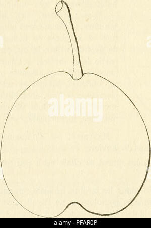 . Dictionnaire de pomologie, contenant l'histoire, la descrizione, la figura di frutti des Anciens et des frutti modernes les plus gÂ©nÂ©ralement connus et cultivÂ©s. Frutti-coltura. 406 MAR Belgique, diffÃ¨re notablement de la Marquise, et pour l'arbre et pour le frutta; comme en 1838 su avait cru pouvoir Au Jardin des Plantes de Paris, rÃ©unir ces deux espÃ¨ces, nous engageons le lecteur Ã les comparer ici. L'Ai'chiduc-Charles est dÃ©crit pagina 133 de notre tome io". Poire MARQUISE [dans l'HÃ©rault]. Â Synonyme de poire Gnoico. Voir ce nom. Poire marchesa D'hiver. Â Synonyme de poire Marquise Foto Stock