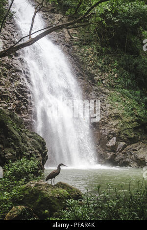 Heron poggia su una roccia accanto alle cascate di Montezuma, un popolare escursione turistica in Costa Rica Foto Stock