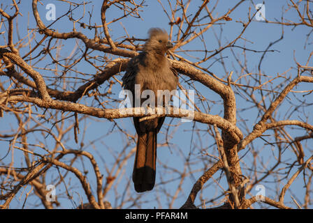 Ritratto di un giovane fluffy grigio (lourie) andare lontano bird seduto su un albero morto nella luce della sera Foto Stock