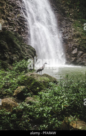 Heron poggia su una roccia accanto alle cascate di Montezuma, un popolare escursione turistica in Costa Rica Foto Stock