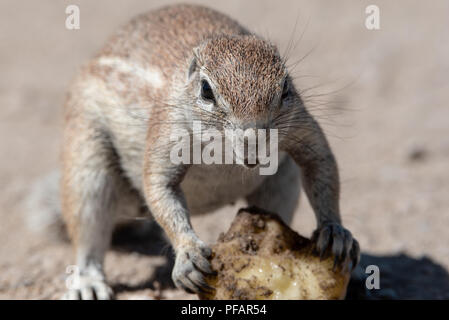 Carino bella terra marrone squirrel mangiare un frutto, all'estremo vicino fino angolo Foto Stock