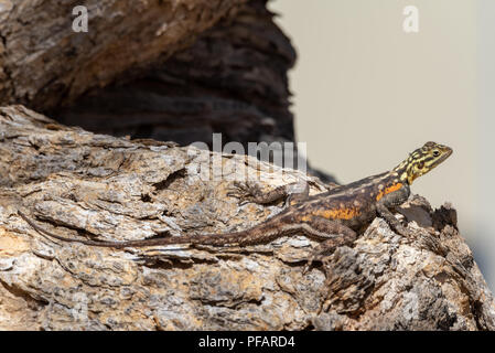 Molto colorata rock namibiano AGAMA SA, lizard reptile, giallo testa e corpo di colore arancione seduto su una roccia, Namibia Foto Stock