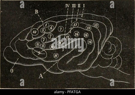 . Dictionnaire de physiologie. Fisiologia. ÃPILEPSIE corticale. 473. FiG. 20G. Â SchÃ©ma du cerveau du cliicn ' (d'aprÃ¨s Ferrier). Scissure de Sylvius ; B, Sillon fondamentale; 0, Bulbe olfactif;!, II, III, circonvolutions longitudinales; IV, Gyrus supra-sylvien. (1) membre postÃ©rieur ; (4) membre antÃ©rieur ; (5) Ã©paule et mem- bre antÃ©rieur;  7) orbiculaire et zygomatique ; (8) rÃ©trazione de l'angolo de la bouche; (9) ouverture de la bouche et movimenti fare la langue; (12) ouverture des j'eux avec des dilatazione pu- pilles; (13) dÃ©viation des yeux du cÃ'tÃ© opposÃ©, parfois contrac- tion pu Foto Stock