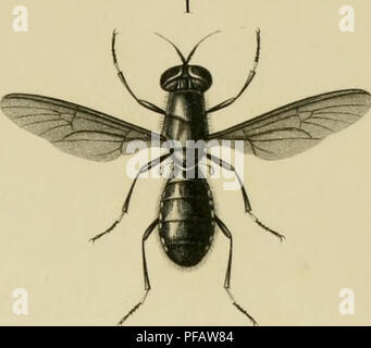 . Dictionnaire universel d'histoire Naturelle : résumant et complétant tous les faits présentés par les encyclopédies, les anciens dictionnaires scientifiques, les Oeuvres complètes de Buffon, et les meilleur traités spéciaux sur les diverses rami des sciences nautrelles ; donnant la descrizione des esseri et des divers phénomènes de la natura, l'étymologie et la definizione des noms scientifiques et les principales applicazioni des corps organiques et inorganiques à l'agricoltura, à la médecine, aux arts industriels, ecc. Storia naturale. / V. Si prega di notare che queste immagini vengono estratti Foto Stock