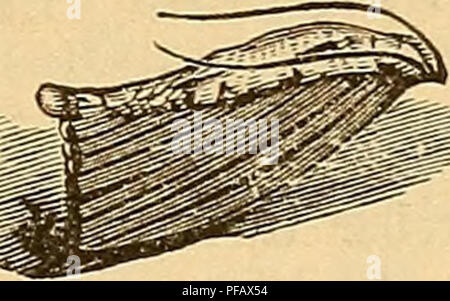 . Un dizionario di pratica apicoltura. Le api. Yg. 1. Femmina. Fig. 2. Maschio. Fig. 3. La tignola uova. Thacher, nel suo Trattato (1828), suggerisce che le api stesse possono portare le uova nell'alveare sulle loro gambe. Dopo un breve periodo di tempo le larve crescono per la dimensione di -r-TisrÂ"r m^ '' circa un pollice e presente l'ap- ^gS!|X â ! Pearance mostrato in Fig. 4. ^3=jte ^^ jC essi ora spin cocood, donde ^mmm^mSZlij. essi emergono come falene, nuovamente alla Fig. 4. larvve di bee moth s.e.fc in motion tne round di insetto completamente cresciuti. ^te- Thacher, Harris e altri, dare di aprile o di maggio come il primo periodo in cui la Foto Stock