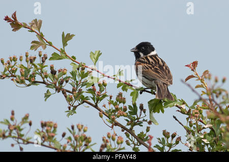 Maschio Bunting-Emberiza Reed schoeniclus arroccato su di biancospino, comune (Crataegus monogyna) nel brano. Regno Unito Foto Stock