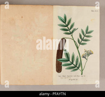 Questa opera, scritta da padre Ludwig Feuillee, esplora le piante medicinali utilizzate in Perù e Cile all'inizio del XVIII secolo. Include descrizioni botaniche e osservazioni fatte durante i suoi viaggi, sotto commissione reale, documentando le piante per uso in medicina. Foto Stock