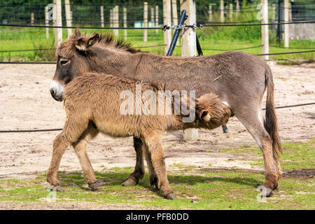 Donkey puledro è bere latte da sua madre. Foto Stock