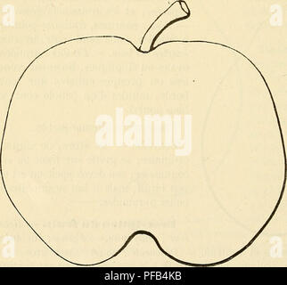 . Dictionnaire de pomologie : contenant l'histoire, la descrizione, la figura di frutti des Anciens et des frutti modernes les plus gÃ©nÃ©ralement connus et cultivÃ©s. Frutta. 502 BRI â BRO Historique* â Originaire du dÃ©partement de Vienne, ce Poirier du data inizio de notre siÃ¨cle, mais il n'est un peu connu que depuis une dozzina d'annÃ©es. Nous le propageons depuis 1855 et le devons Ã M. Bruant,, Pí©piniÃ©riste Ã Poitiers, et qui plus tard l'envoyait Ã©galement Au Jardin des Plantes de Paris, avec cette nota publiÃ©e par M. Decaisne en 1864 : Â" La souche de tous les poirier Brindam Foto Stock