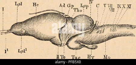 Un dizionario francese di fisiologia, che copre vari sistemi come gli emisferi cerebrali e la ghiandola pineale. Descrive in dettaglio lo sviluppo di queste strutture in diversi organismi, compreso il loro ruolo nei rettili e negli anfibi. Foto Stock