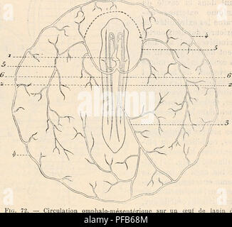 . Dictionnaire de physiologie. Fisiologia. FÅTUS. 507 di Nant de l'aorte du cÃ'tÃ© gauche (fig. 72), Cette artÃ¨re attraversare tout le rÃ©seau de l'aire vasculaire pour se jeter directement dans le sinus terminale. Chez l'hoznrne chacune des aortes descendantes donne d'abord naissance Ã une artÃ¨re omphalo-mÃ©sentÃ©rique; mais, vers le trente-cinquiÃ¨me jour, celle de gauche disparaÃ®t, et l'artÃ¨re omphalo-mÃ©sen^ tÃ©rique droite continuare seule à alimenter le rÃ©seau vasculaire Â" (TotJRNEUx). Telle est la circolazione qu'on peut appeler avec Tourneux circolazione d'apport : en mÃªme temps se dÃ©velop Foto Stock