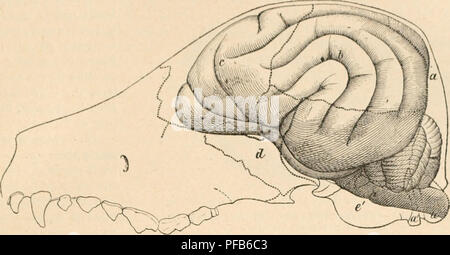 . Dictionnaire de physiologie. Fisiologia. CHIEN. ii7 24 p. 100 (RinnA, ciU'" par Gorup-Besankz, Chimie, ii, 201). L'eau est plus abond.into dans le cerveau (]ue dans la nioollp.. La Fia. 106. - Cerveau dans ta posizione naturelle. Les os de la boite crânienne sont enlevés; leurs limites primitive sont indiquées par des lignes pointillécs. Le dessin est fait d'après une preparazione fare la tête, congelée, d'onu chien âgé de 3 mois (d'après Ellen- BERGKR et Baum). a, occipite; "", condylo, et a", apophyse styloïde de l'occipitale; 6, os pariétal; e, frontale; (l, sphénoïde: e, temporale (portio Foto Stock