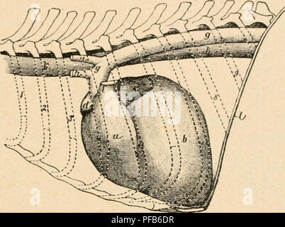 . Dictionnaire de physiologie. Fisiologia. CHIEN. 501 Nerfs du cÅur. Â [Â° Le pneumoyaairiqtic prend naissance par plusieurs sipa radi- culaires du sillon collatÃ©ral du bulbe rachidien. Dans figlio passafje à travers le trou jugulaire, il sé renlle en onu gaw/lionjtiguhiire, avec lequel s'unità spinale le accessoire ((i^". 9Ã®j, G. mi AprÃ¨s la sortie du gru le vaf^ue |)rÃ©sente onu autre i/dmjlion /'usifonne (plexifortnc) qui peut atteindre sur les chiens farauds jus(|u'Ã HO cenliinÃ¹tre de lonf,'ueur. De la partie postÃ©rieure ou du milieu de ce se ganglio dÃ©tache le novi lanjinjr, supÃ©rieur Foto Stock