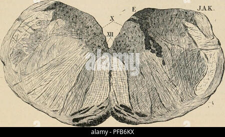 . Dictionnaire de physiologie. Fisiologia. La deglutizione. 751 CE fut Max Marckwald ' qui localisa exactement le centre de dÃ©glutition. 11 dÃ©truisit au moyen d'une forte aiguille la sostanza de la moelle allongÃ©e d'onu lapin des deux cÃ'tÃ©s du raphÃ© au niveau des extrÃ©mitÃ©s supÃ©rieures des tubercules cendrÃ©s Ã ce momento, les actes de la dÃ©glutition Ã©taient normaux, sauf le mouvement du myloliyoidien, qui faisait parfois dÃ©anomalia. S'il approrbait l'Aiguille des sommets des tubercules et s'il dÃ©truisait la sub- atteggiamento situÃ nerveuse©e au-dessus et un peu en dehors de celles-ci (dans ce b Foto Stock