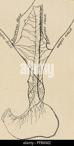 . Dictionnaire de physiologie. Fisiologia. La deglutizione. 7S3 La distribulion Je ces nerfs offre une grande analogie dans les deux espÃ¨ces animales. La rÃ©gion thoracique je l'Åsophage est bien plus riche en nerfs que la partie cervi- cale. Vers sa partie moyenne, Les Vagues se divisent en deux rami : la branche" moyenne Je chaque cÃ'tÃ© croise obliquement la correspondante branche de l'autre nerf Ã la hauleur et en avant de l'Unione du tiers moyen et du tiers infÃ©rieur de l'Åso- fago; ces deux rami se rÃ©unissent enfin non loin du cardia, derriÃ¨re l'Åsophage, et Ã©mettent de leurs lÃ Foto Stock