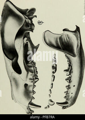 . Descrizione del nuovo carnivori da Miocene di western Nebraska. Carnivora, fossile; Paleontologia; Paleontologia. . Si prega di notare che queste immagini vengono estratte dalla pagina sottoposta a scansione di immagini che possono essere state migliorate digitalmente per la leggibilità - Colorazione e aspetto di queste illustrazioni potrebbero non perfettamente assomigliano al lavoro originale. Peterson, O. A. (Olof agosto), 1865-; Carnegie Museum. Pittsburgh : pubblicato dall'autorità del Consiglio di Fondazione Carnegie Institute Foto Stock
