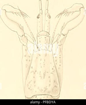 . Descrizione de quelques Crustacés nouveaux ou peu connus provenant du Musée de M.C. Godeffroy. Crostacei. . Si prega di notare che queste immagini vengono estratte dalla pagina sottoposta a scansione di immagini che possono essere state migliorate digitalmente per la leggibilità - Colorazione e aspetto di queste illustrazioni potrebbero non perfettamente assomigliano al lavoro originale. Milne-Edwards, Alphonse, 1835-1900; Museo Godeffroy. [Amburgo, L. Friederichsen &AMP; Co. Foto Stock