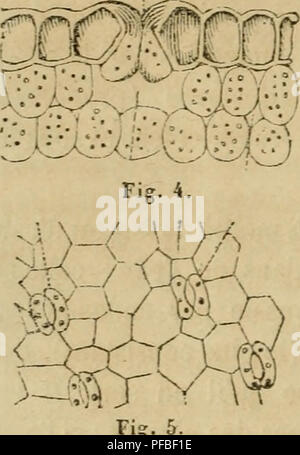 Una guida sulla coltivazione e potatura di alberi di gelso, descrivendo dettagliatamente le loro varie specie e varietà. Il libro parla anche di strutture vegetali come cuticole e stomata, e la loro importanza nella fisiologia e nella crescita delle piante. Foto Stock
