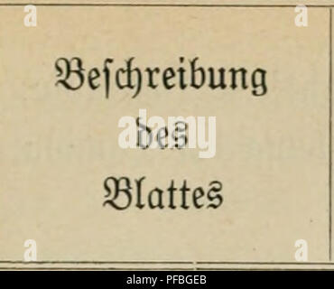 . Der vento als Faktor pflanzenpathologischer. Piante; malattie delle piante. 4Â" 3 m. 41 Sirf)tlage unb S3Cr= fjalten beÂ§ ^^latteS im SBinbe @QC^Â§'fd)e ^obprobe. -I^f FÃ¤rbung ber Samina 10 @ef)r bÃ¼nne, gro^e Â©rf)atten* blÃ¤tter. Sttipatfens parviflora. 95erfuc^ 9k. 20. DIormal. j Â®isti(^mÃ¤^bunfelblau ig. S)ie nad) 3 Â"Stunben anÂ"' Â®te gut beleud)teten Steile geroelfte Â©preit nimmt ber Â©preite f)enblau. S)ic Derfd)iebene Sagen ge^^fc lei^t beleuchteten galten gen bie Sonne un. * 1 ftnb roei^. Â Sie Spreite ftirbt btÂ§ auf einige ber 83afii antiegenbe ^efte ah. * (3erfni(iungen.) SG3ei^. Â®in Foto Stock