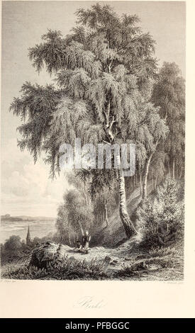 Questo lavoro, intitolato *Der Wald*, discute i vari aspetti delle foreste, tra cui le specie arboree e le pratiche forestali. Esamina il ruolo delle foreste nell'ambiente e la loro importanza economica. Il libro sottolinea l'identificazione degli alberi e le tecniche di gestione sostenibile delle foreste. Foto Stock