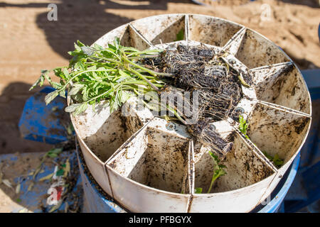 Il pomodoro seedlngs trapiantatrice sulla giostra. Scatto dall'alto Foto Stock