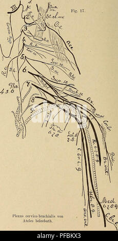 Questo studio anatomico di Louis Bolk esamina il plesso cervico-brachiale dei primati, in particolare in *Ateles belzebuth*, fornendo informazioni sulla struttura del sistema nervoso di queste specie. L'illustrazione illustra in dettaglio le vie nervose originate dal midollo spinale, concentrandosi sul loro ruolo nel movimento degli arti e della parte superiore del corpo. Foto Stock