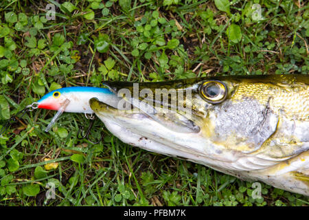 Un luccio del nord, Esox lucius, che è stato catturato da un pescatore, la cui linea bloccata. Ho trovato i pesci morti, galleggiante sul Coniston Water. Foto Stock