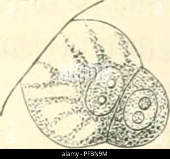 . Der Mensch. Antropologia; Anatomia umana; fisiologia. . Si prega di notare che queste immagini vengono estratte dalla pagina sottoposta a scansione di immagini che possono essere state migliorate digitalmente per la leggibilità - Colorazione e aspetto di queste illustrazioni potrebbero non perfettamente assomigliano al lavoro originale. Ranke, Johannes, 1836-1916. Leipzig, Bibliographisches Institut Foto Stock