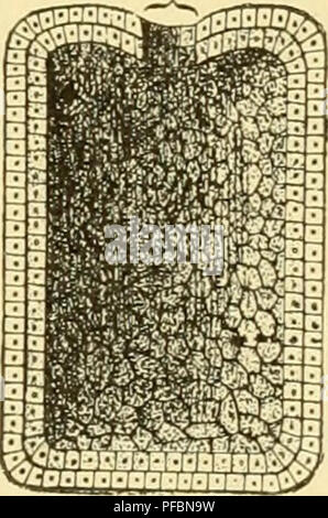 Questo libro discute l'origine e l'evoluzione degli esseri umani, spiegando stadi biologici complessi in termini semplici. Esplora le prime fasi di sviluppo, tra cui la blastola, una fase critica nello sviluppo di organismi multicellulari, e la confronta con alcuni organismi monocellulari. Il lavoro evidenzia le fasi chiave dell'evoluzione e dello sviluppo umano, offrendo approfondimenti sulla biologia delle origini umane. Foto Stock