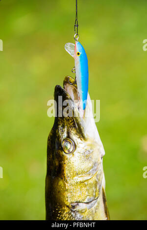 Un luccio del nord, Esox lucius, che è stato catturato da un pescatore, la cui linea bloccata. Ho trovato i pesci morti, galleggiante sul Coniston Water. Foto Stock