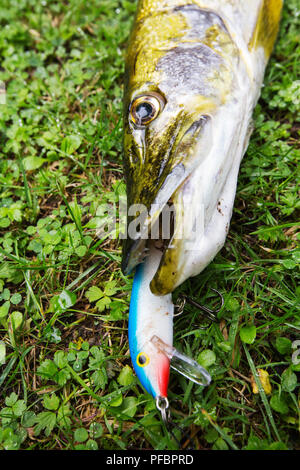 Un luccio del nord, Esox lucius, che è stato catturato da un pescatore, la cui linea bloccata. Ho trovato i pesci morti, galleggiante sul Coniston Water. Foto Stock