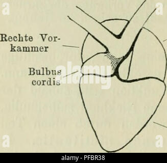 Questo lavoro sugli anfibi, in particolare le rane, si concentra sulla loro anatomia, incluso il sistema nervoso, il cervello e il midollo spinale. Fornisce una guida per gli studenti che studiano biologia vertebrata, comprese le preparazioni pratiche per la dissezione anatomica e l'osservazione. Foto Stock