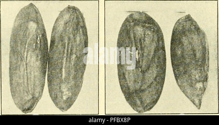 Questa rivista fornisce approfondimenti sull'agricoltura tropicale, inclusa la ricerca sulla coltivazione di colture come Canarium polyphyllum. Esamina varie pratiche agricole nelle regioni tropicali, tra cui l'estrazione di oli da semi e altre tecniche agricole. Foto Stock