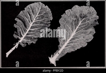 . Un catalogo descrittivo delle verdure. Verdure; cataloghi commerciali; Vivai (orticoltura), cataloghi; Verdure, semi, cataloghi; semi, cataloghi; erbe, cataloghi. 34 associato I COLTIVATORI DI SEMENTI, INC. Cicoria Cichorium intybus cicoria di Catalogna (Radichetta) di origine italiana; sempre più popolare con i giardinieri del mercato. Un annuale con foglie simili tarassaco utilizzati per primi verdi; foglie e germogli di fiori molto tenera, con lieve sapore di asparagi. Noto anche come gli asparagi o la germogliazione di cicoria. Grande radicata (Magdeburg) radici essiccate sono tostati e miscelati con il caffè macinato. Radici 12"-14&q Foto Stock