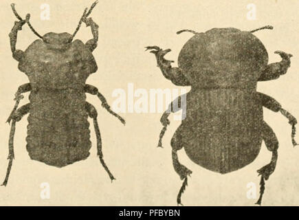 . Der Tropenpflanzer; zeitschrift fr tropische landwirtschaft. Piante tropicali; raccolti tropicali. Abb. 33. Dichtha sp. (Originale. 1 Wachstumsperiode welcher die Schädigung durch den Fraß von Opatrum eintritt. Selten findet man die befallenen Pflanzen über das ganze Feld zerstreut. Gewöhnlich bilden sie scharf abgegrenzte Gruppen, die sich über mehrere Reihen erstrecken. Die regelmäßige Nahrung der Käfer und Larven von Opatrum bilden in Bessarabien nicht etwa dem verwandte Tabak Pflanzen, sondern Melden (Atriplex) und Ackerwinde (Convolvulus arvense), von denen Sie zeitweise nur auf Tabak und un Foto Stock