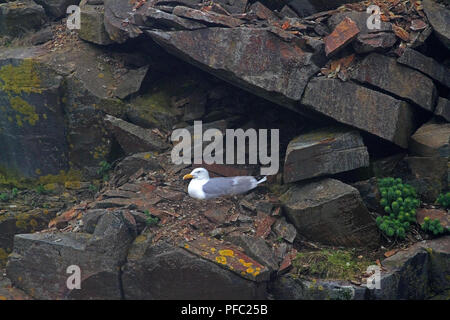 Kumlien adulti il gabbiano in un luogo sicuro nei pressi di Rose Blanche porto e la baia di Diamante, Terranova, Canada Foto Stock