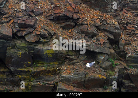 Kumlien adulti il gabbiano in un luogo sicuro nei pressi di Rose Blanche porto e la baia di Diamante, Terranova, Canada Foto Stock