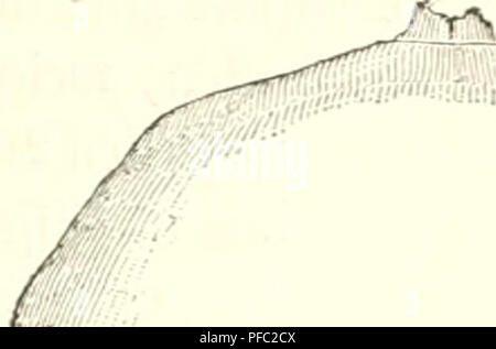 . Der Mensch. Antropologia; Anatomia umana; fisiologia. . Si prega di notare che queste immagini vengono estratte dalla pagina sottoposta a scansione di immagini che possono essere state migliorate digitalmente per la leggibilità - Colorazione e aspetto di queste illustrazioni potrebbero non perfettamente assomigliano al lavoro originale. Ranke, Johannes, 1836-1916. Leipzig, Bibliographisches Institut Foto Stock