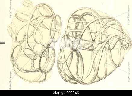 *Der Mensch* di Johannes Ranke offre un esame completo dell'anatomia e della fisiologia umana, che copre la struttura e la funzione del corpo umano in un contesto scientifico ed educativo. Foto Stock