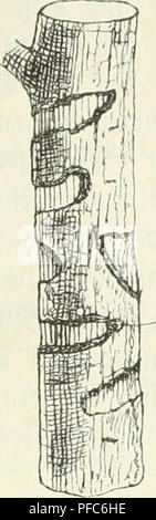 Questa pubblicazione si concentra sulla protezione delle foreste, affrontando in particolare questioni come le malattie degli alberi e la gestione degli organismi nocivi nelle foreste europee. Comprende trattamenti e misure preventive per proteggere gli ecosistemi forestali, contribuendo a mantenere la biodiversità e la salute forestale in tutta la regione. Foto Stock